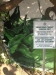 pinecrest8